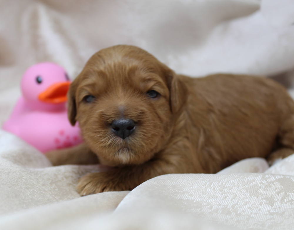 Ally and Watson’s litter is home