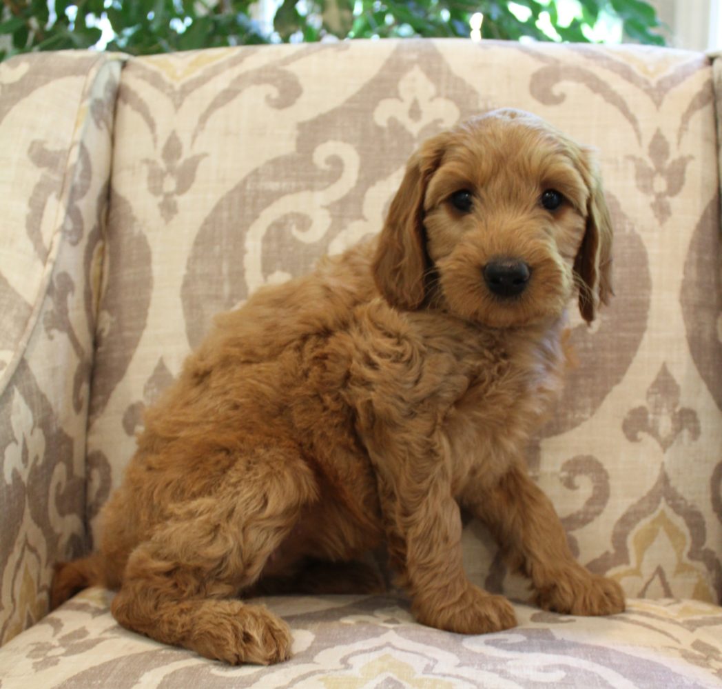 Puppy Culture puppies Oregon