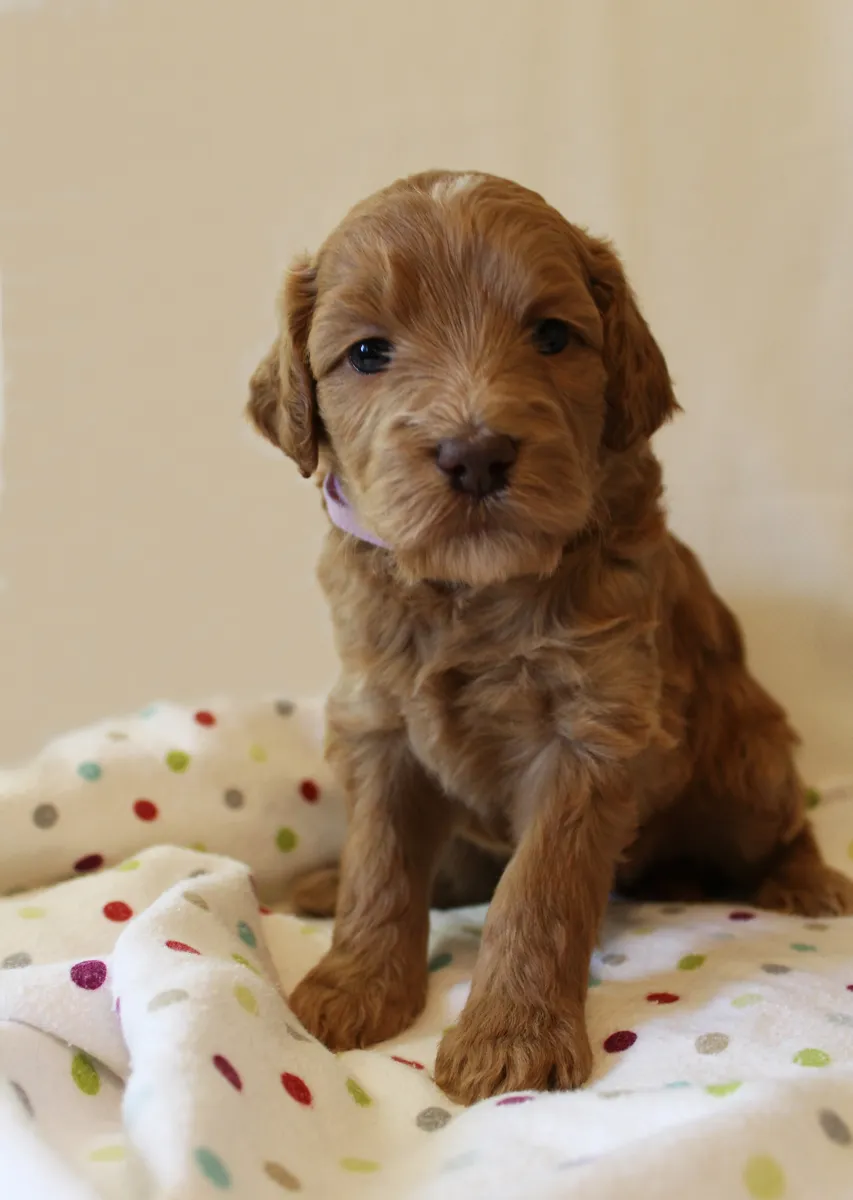 Roo and Basil’s puppies are with their forever families