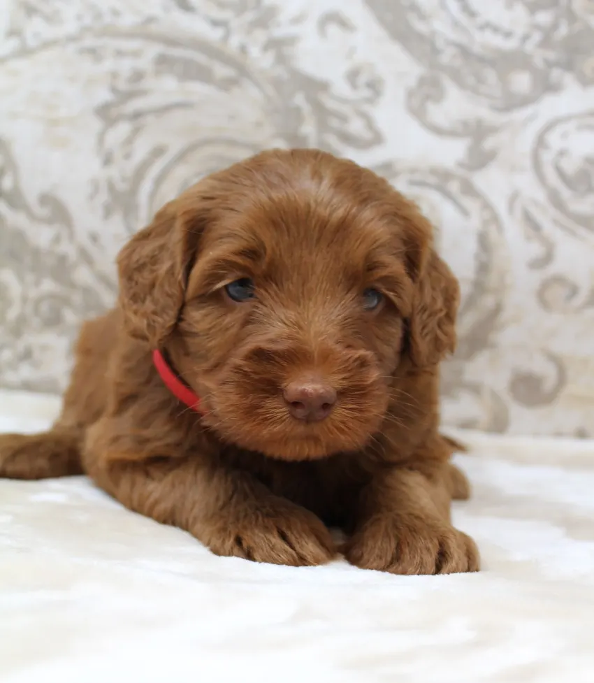 Puppy Culture standard labradoodles