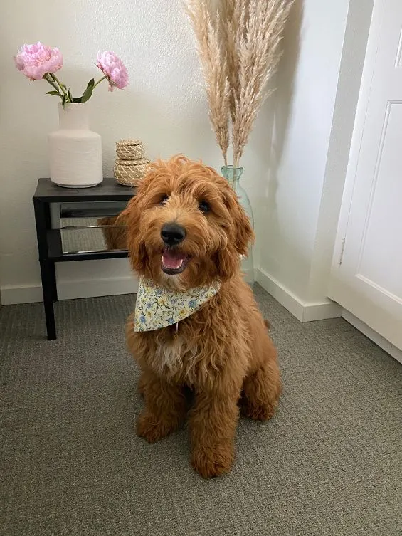 Testimonials about our labradoodle puppies