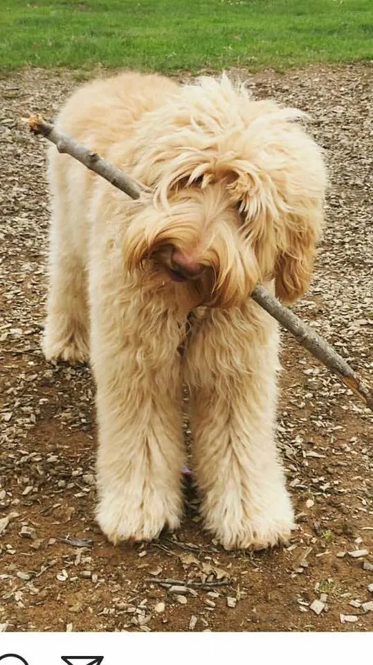 Valley Vineyard Labradoodle