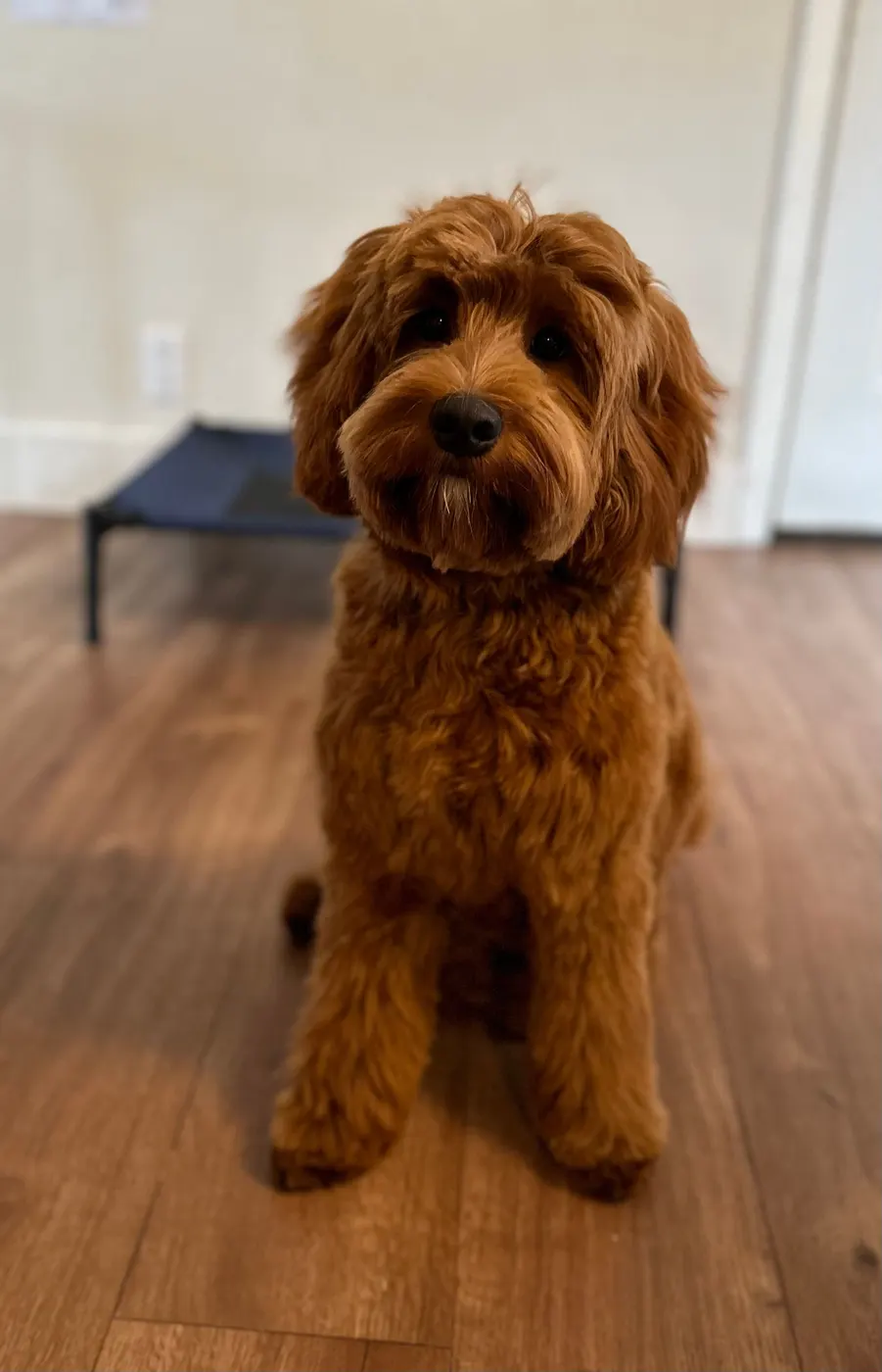 Testimonials about our labradoodle puppies