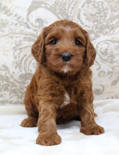 Five weeks Amber