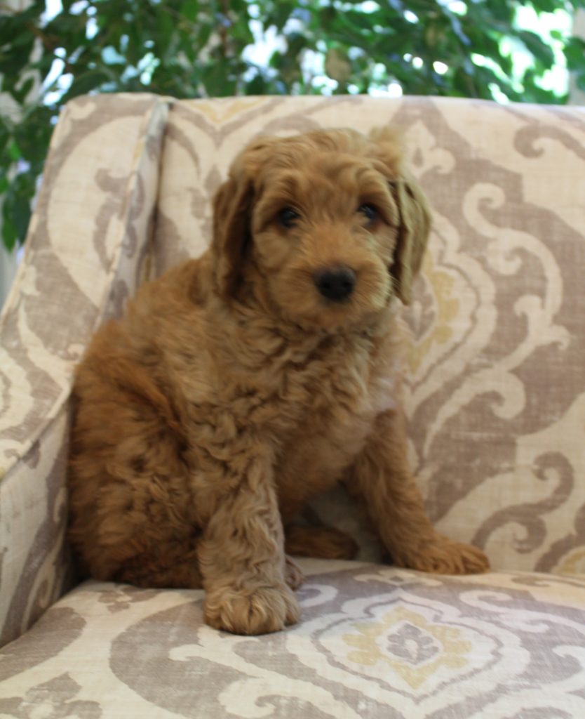 Katie and Gunner’s puppies are home!