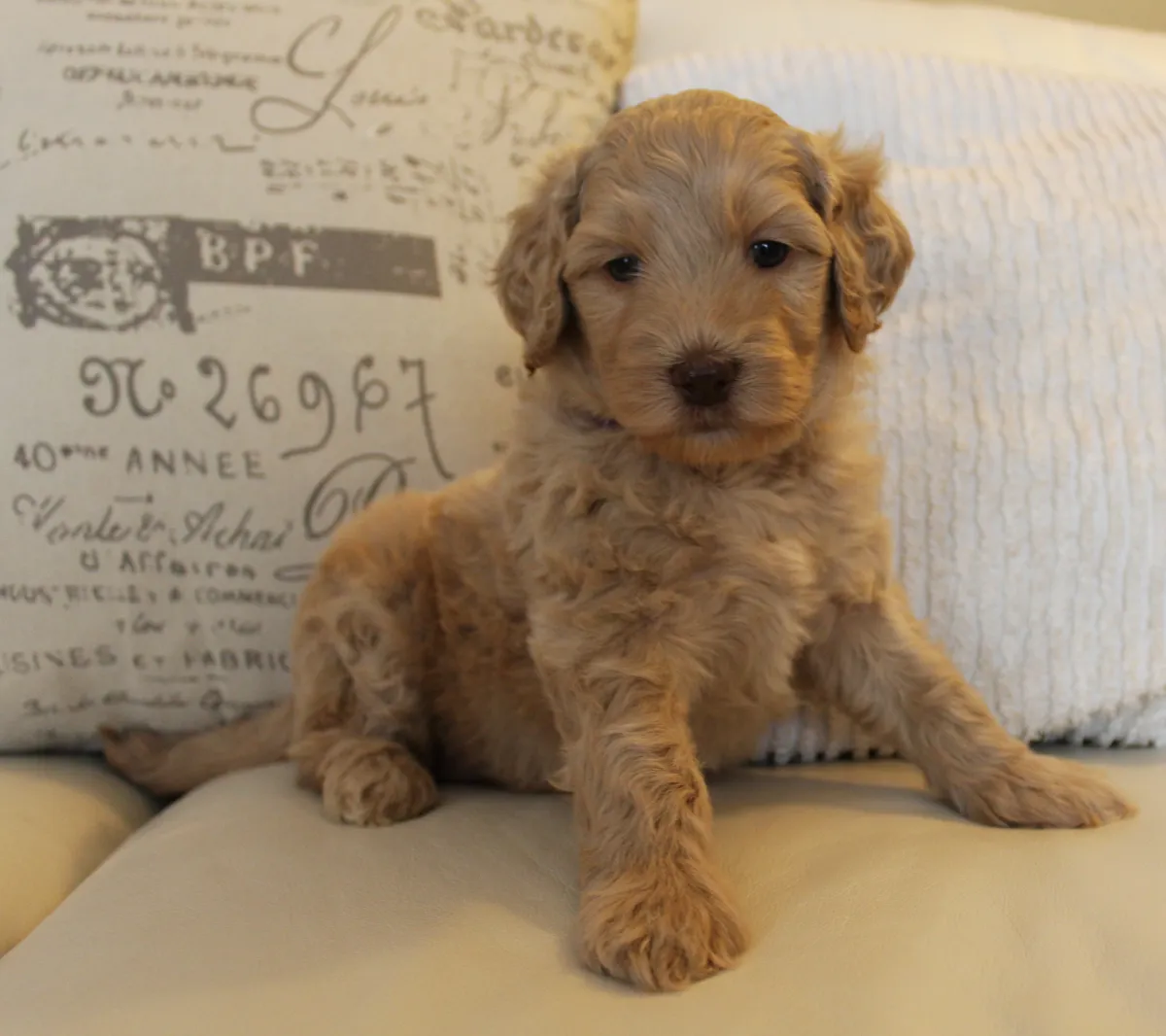 Roo and Basil’s puppies are with their forever families