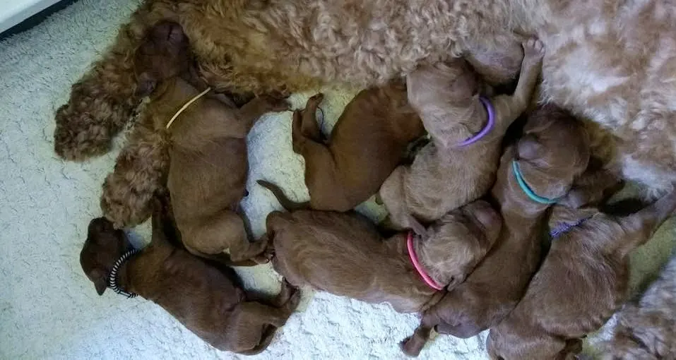 Bella and Gunner’s Bumble Bee puppies are home
