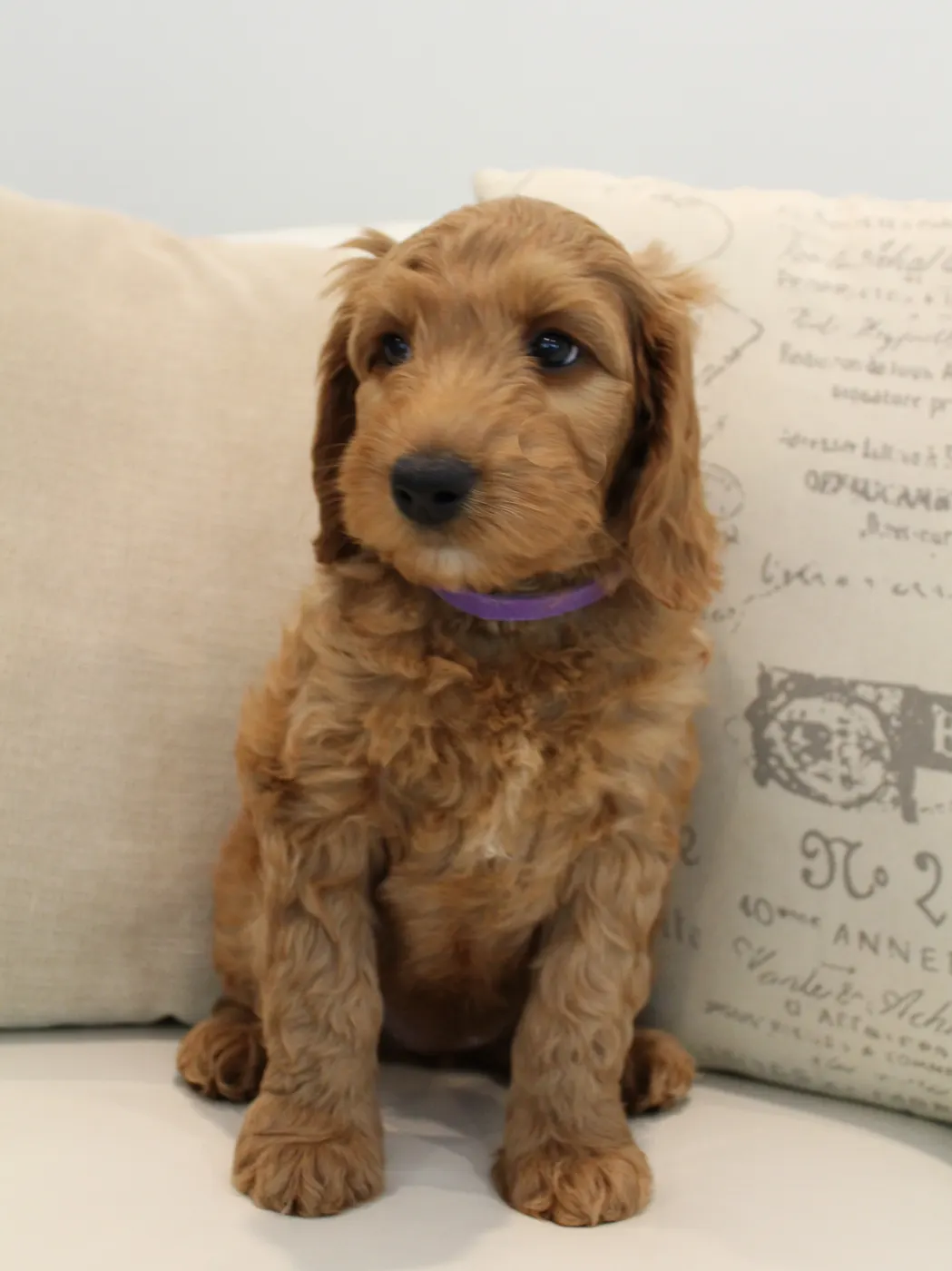 Beaverton Tigard Oregon labradoodles breeders