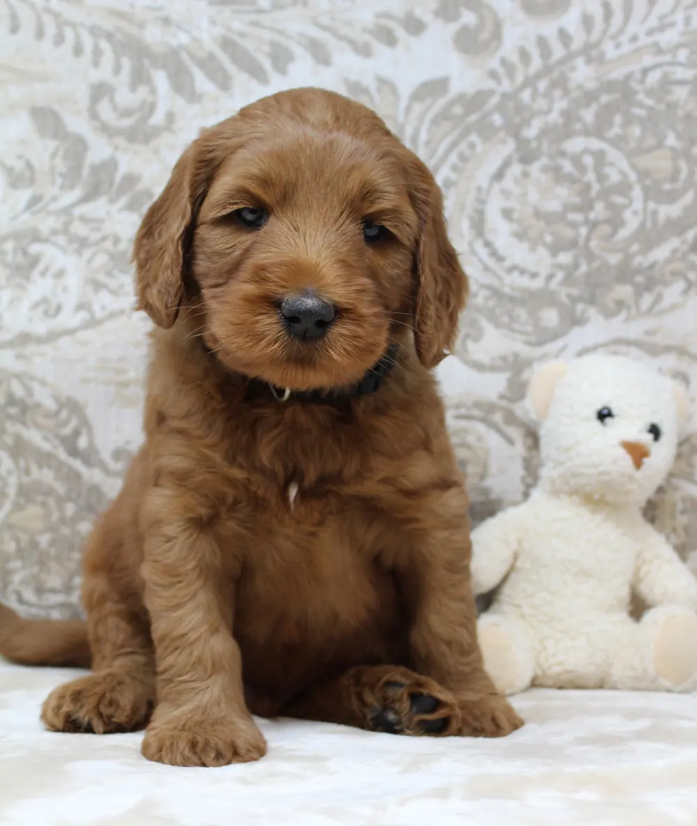 Valley Vineyard Labradoodle
