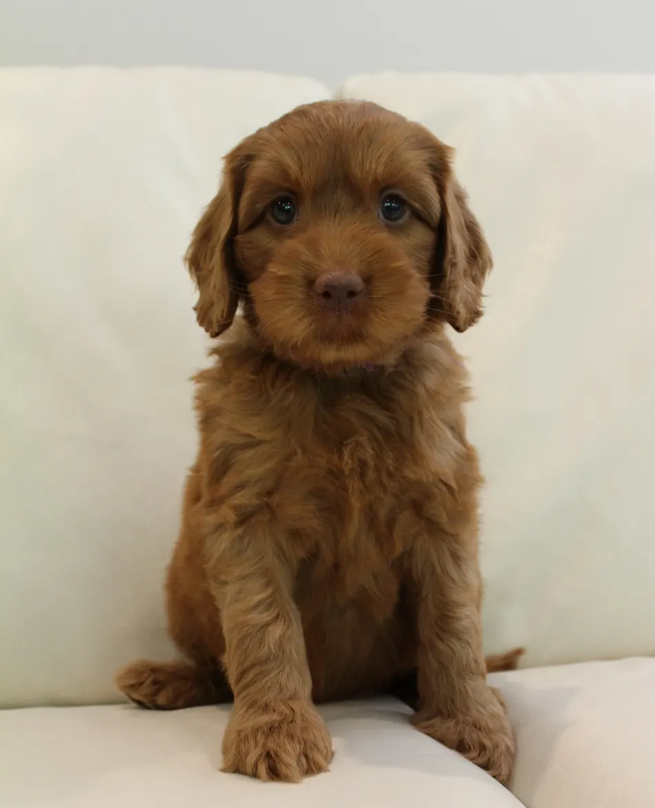 Hazel and Barkley’s puppies are home