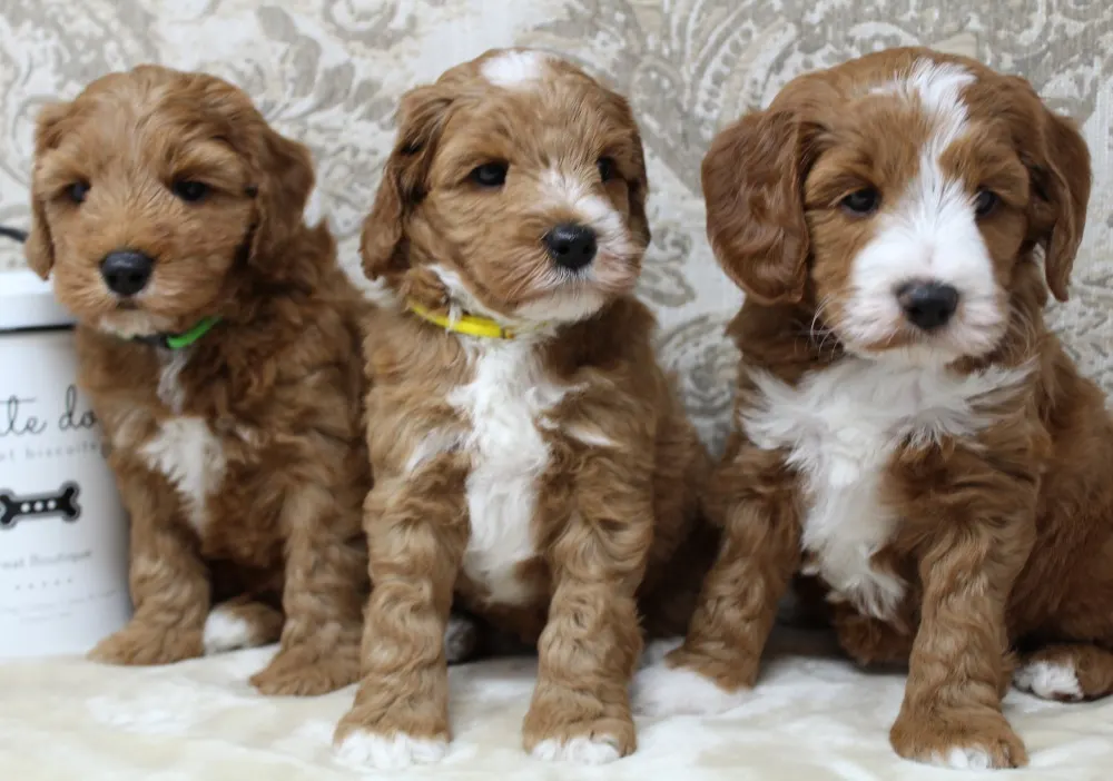 Daisy and Oakley's puppies