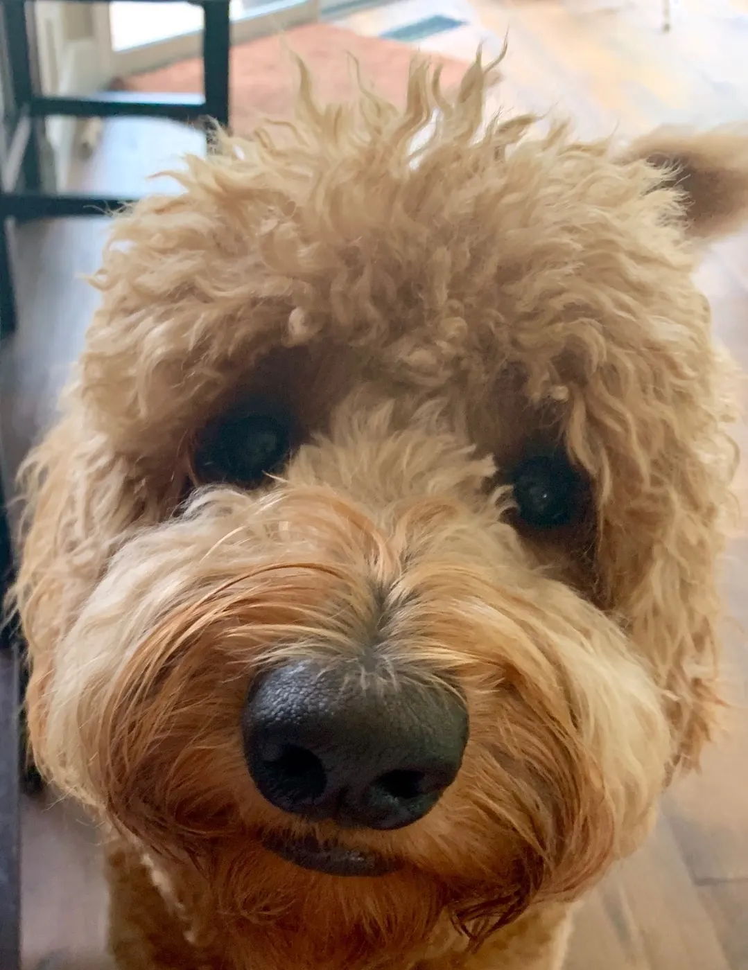 best labradoodle breeder Oregon puppies