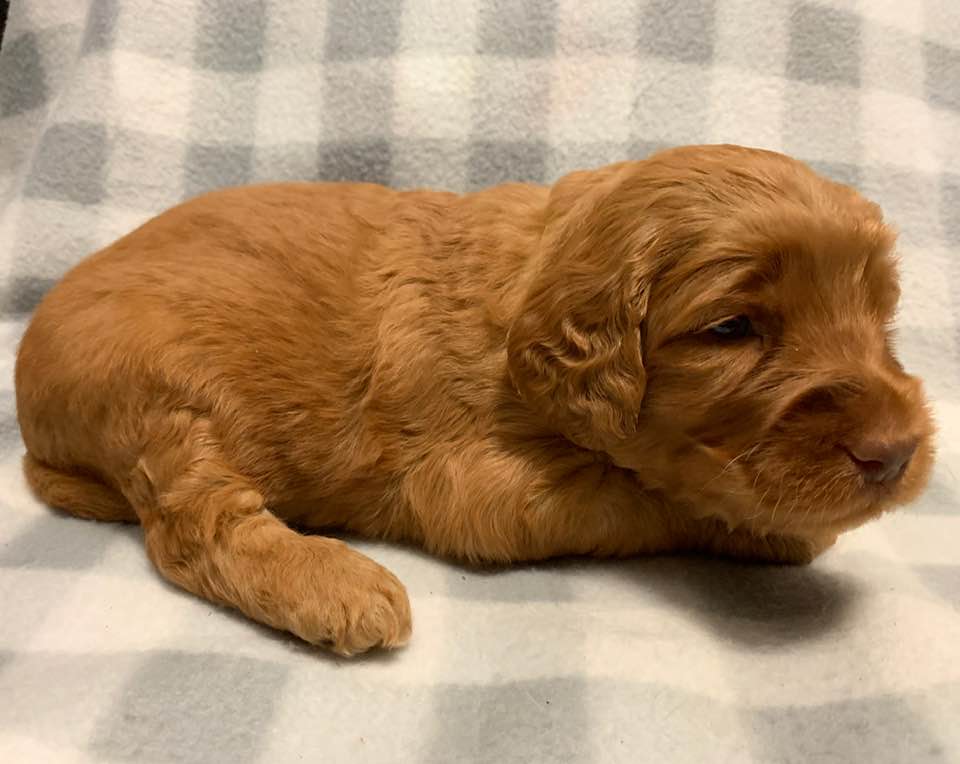 Gracie’s puppies are with their forever families