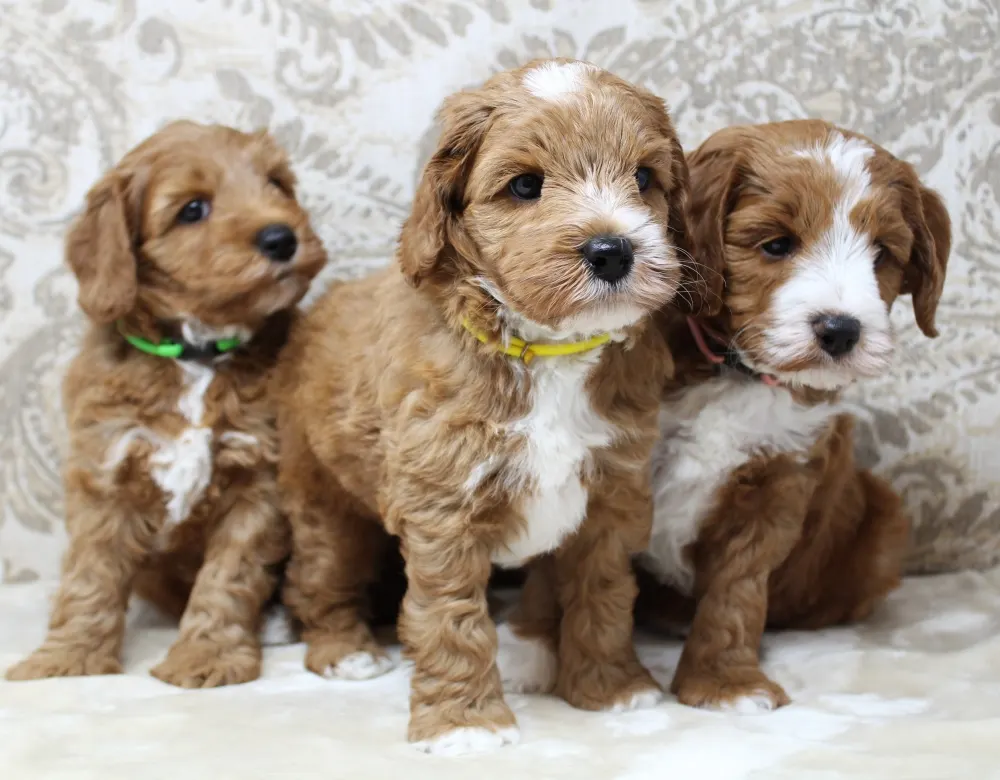 Six weeks pups 6