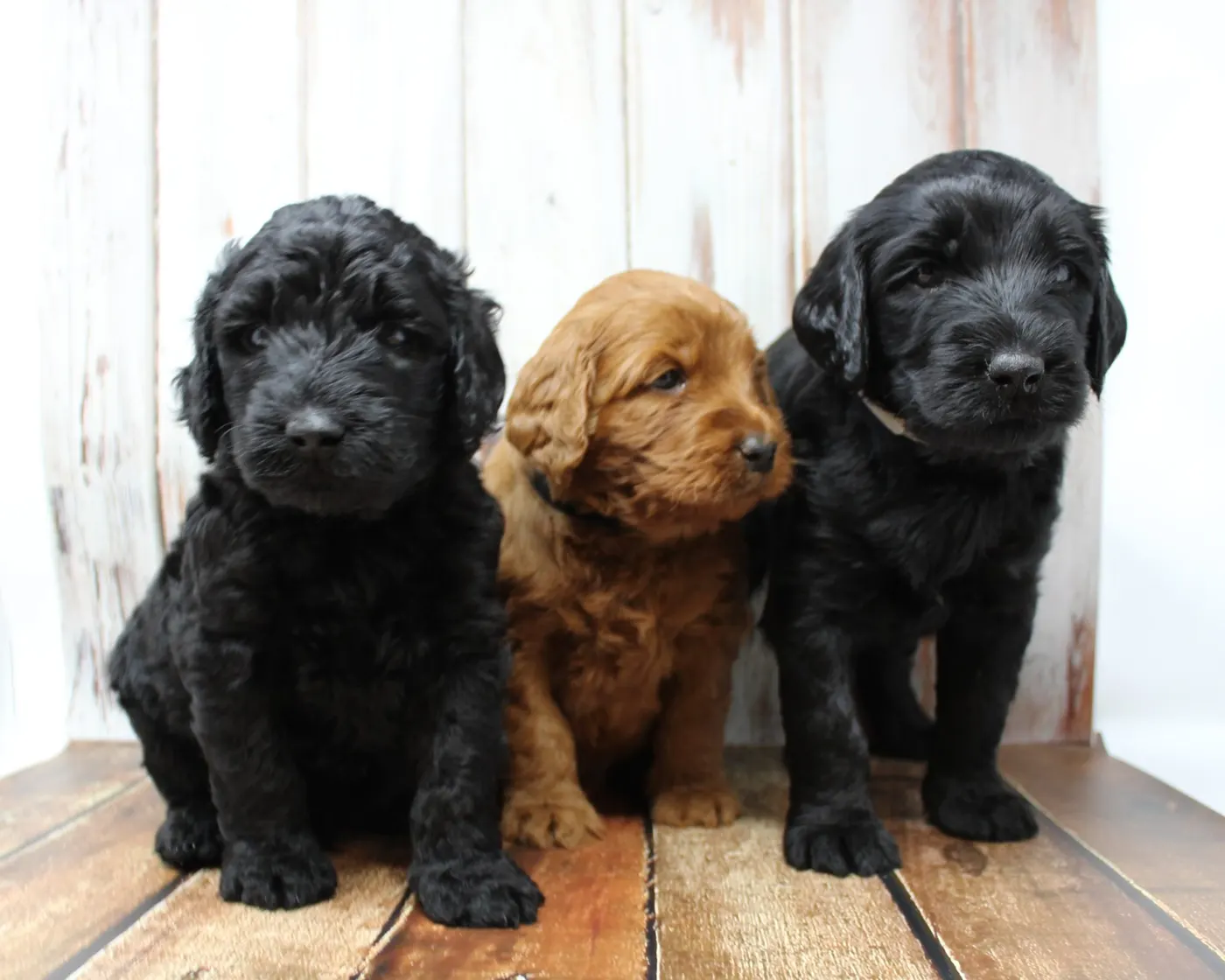 Gracie’s puppies are with their forever families