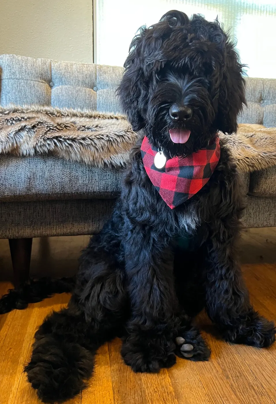Testimonials about our labradoodle puppies
