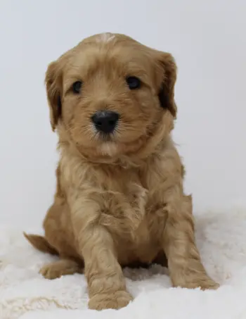 Four weeks Andy 2