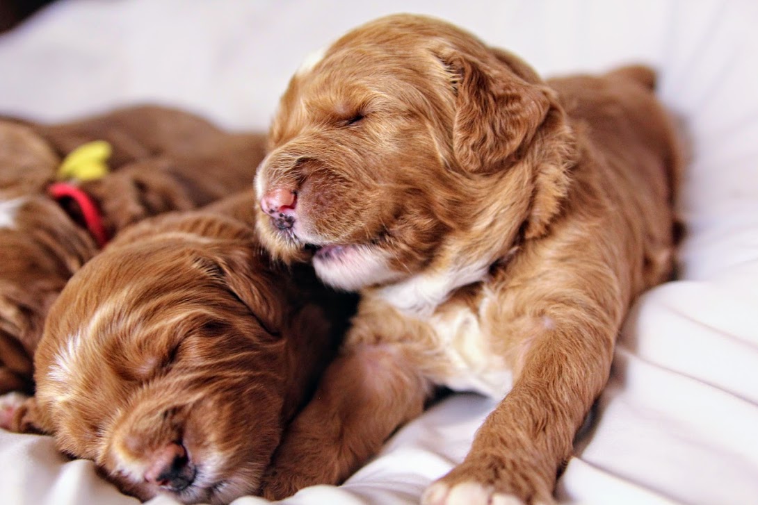 Gretel and Gunner’s puppies are home