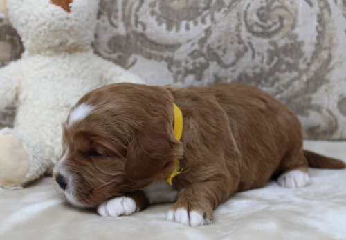 red therapy labradoodles puppies