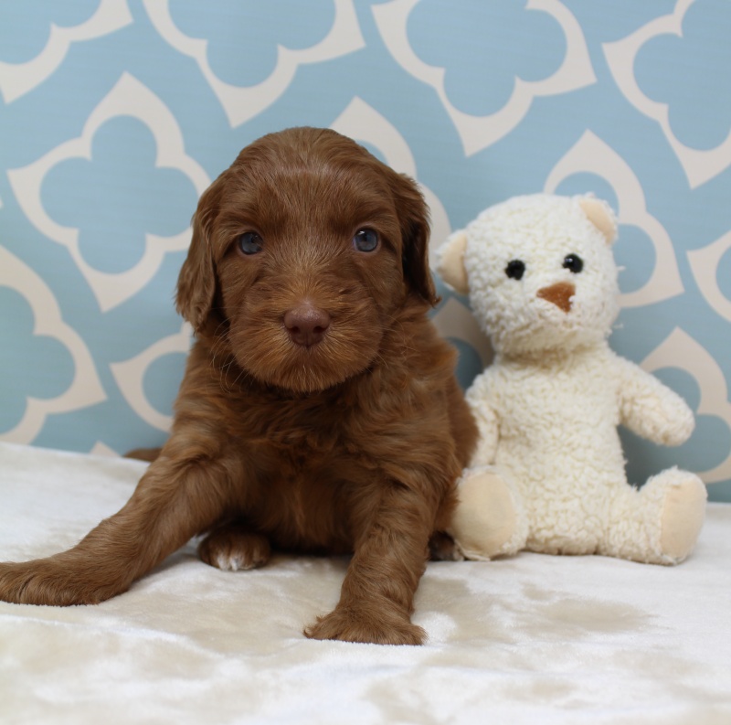 Hazel and Barkley’s puppies are home