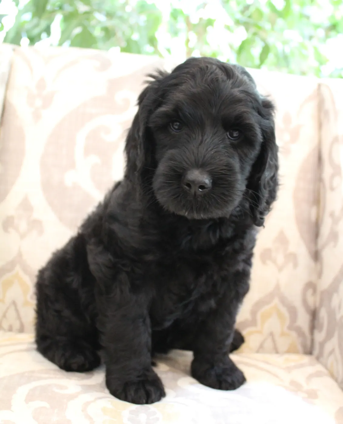 Gracie’s puppies are with their forever families