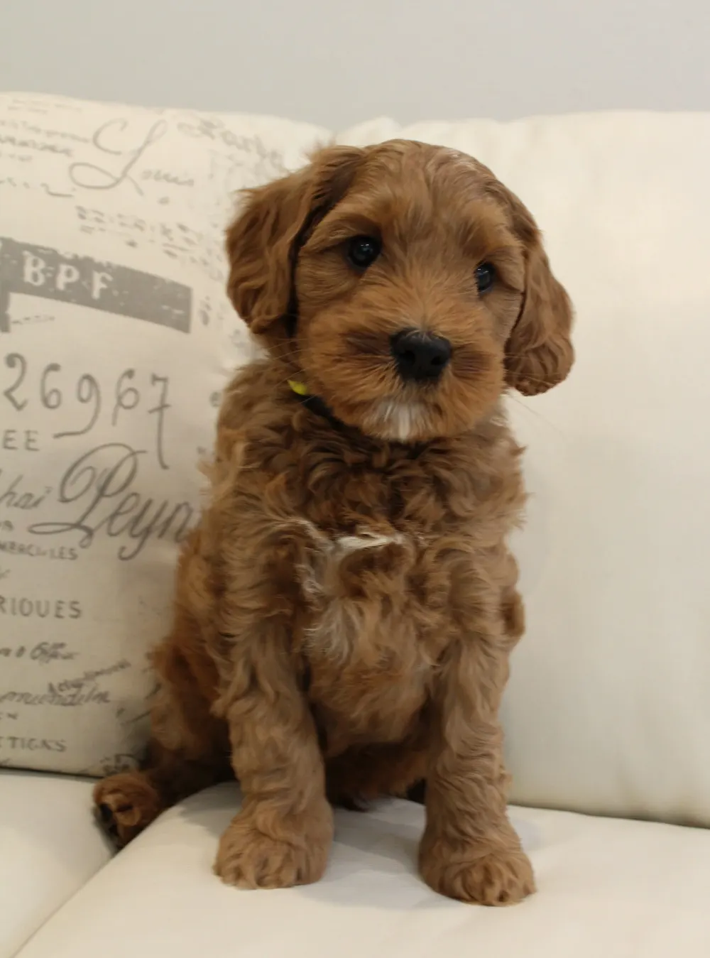 Emma and Watson’s puppies are home