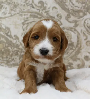 Three weeks Arthur 2