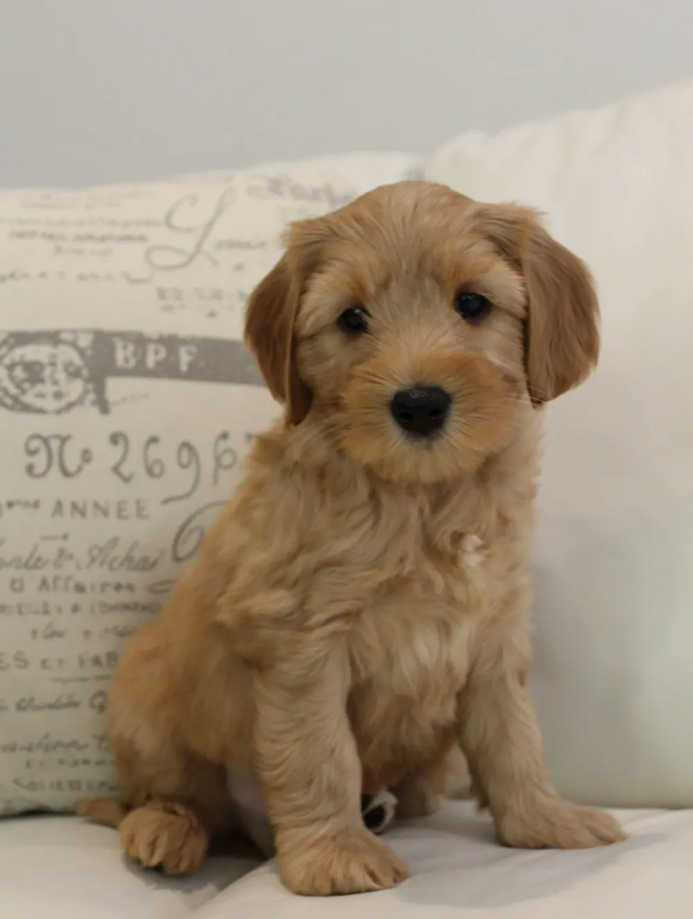 Emma and Watson’s puppies are home
