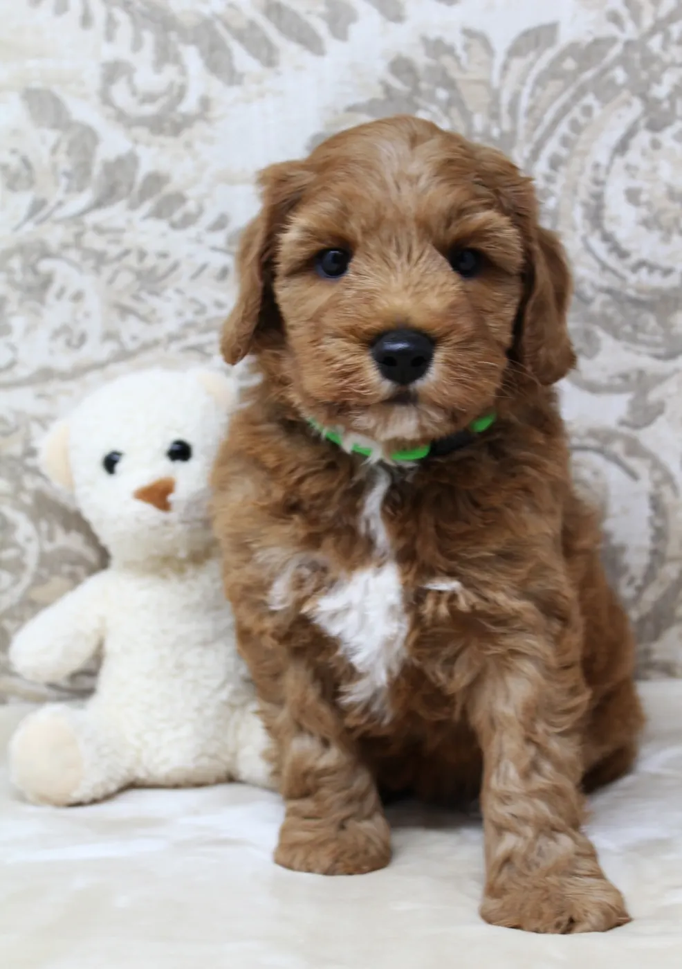 best Washington labradoodle puppies breeder Oregon