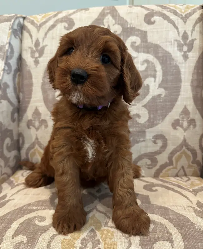 Six weeks Amber 3