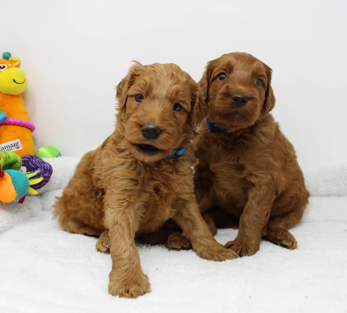 Bella and Gunner’s Bumble Bee puppies are home