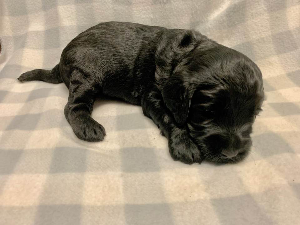 Oregon best labradoodle breeders puppies available