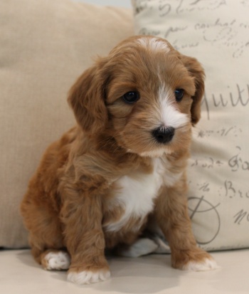 therapy dogs mini labradoodle puppies