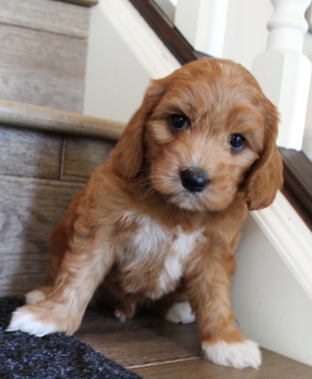 Six weeks Keegan