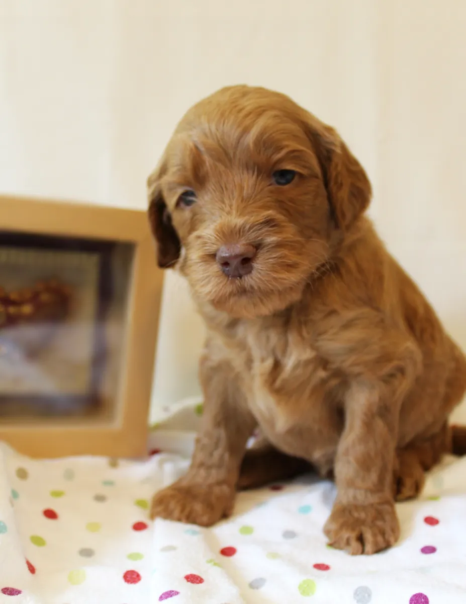 Roo and Basil’s puppies are with their forever families