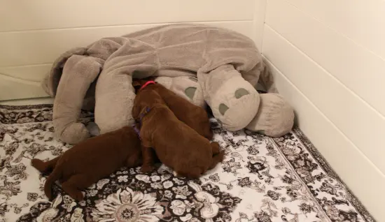 Ally and Nelson's puppies are here!