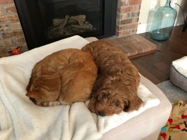Oregon Portland Salem Australian Labradoodles
