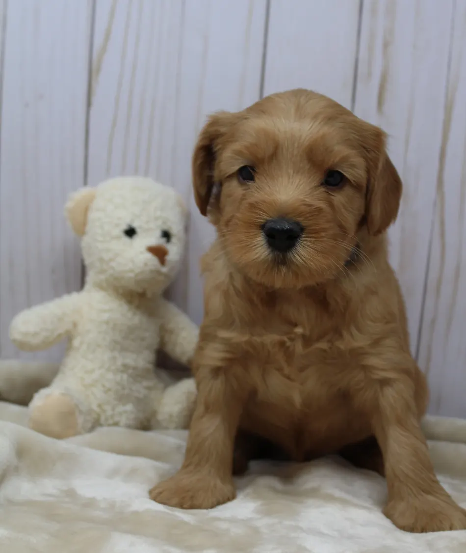 Emma and Watson’s puppies are home
