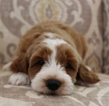 Ally and Oakley’s puppies are home