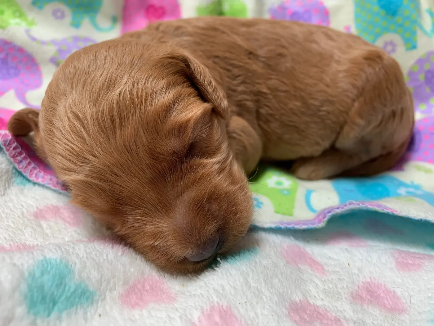 Bella and Gunner’s Bumble Bee puppies are home