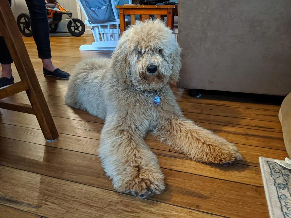 best Oregon labradoodle breeder