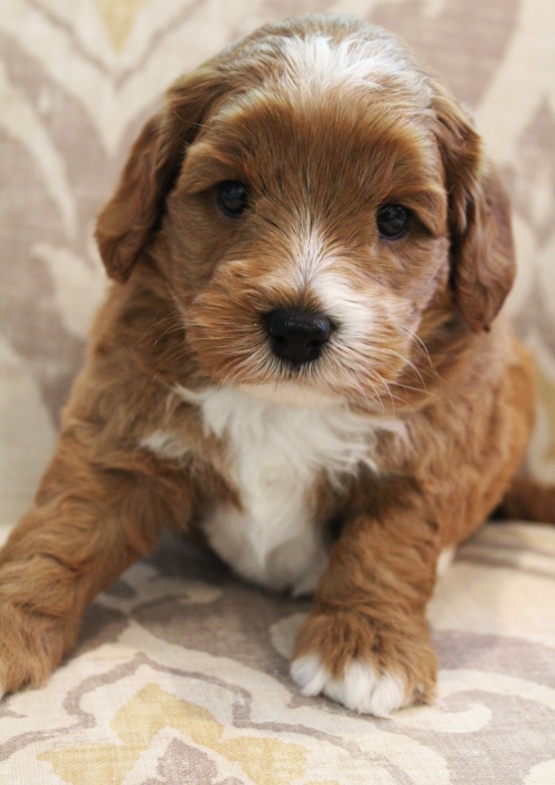 best Oregon labradoodle breeder Puppy Culture puppies