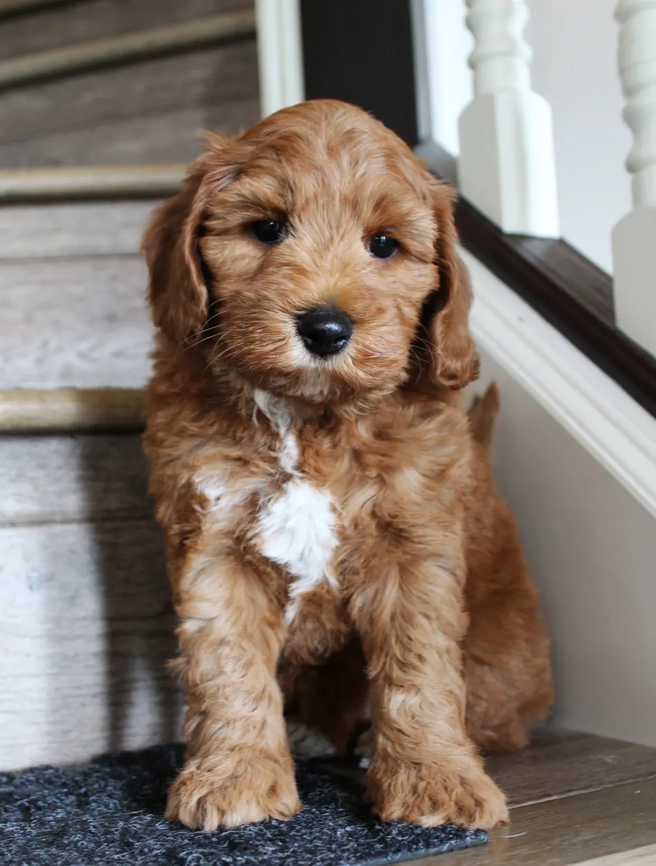 Daisy and Oakley's puppies are home