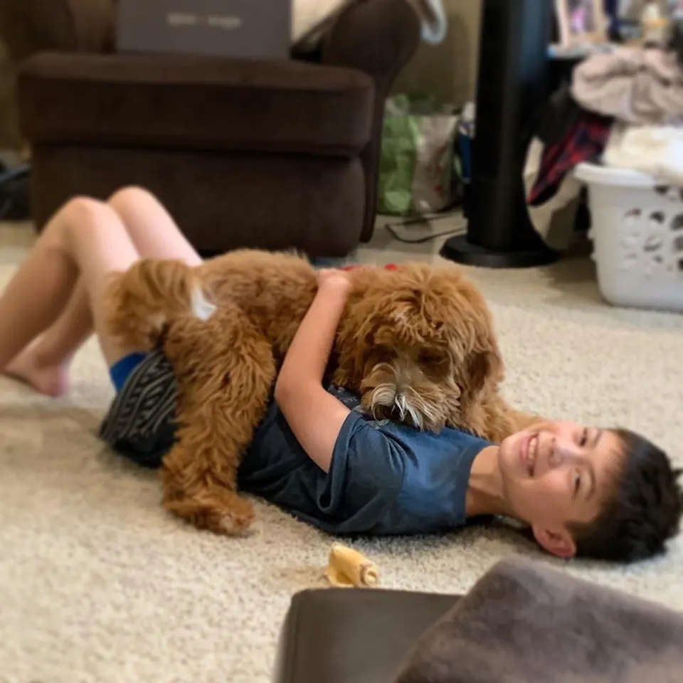 Valley Vineyard Labradoodle