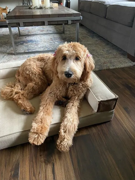 Testimonials about our labradoodle puppies
