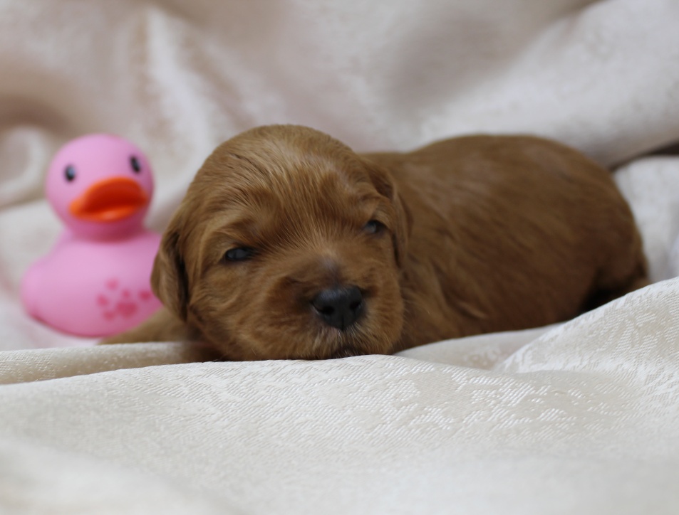 Oregon labradoodle puppies