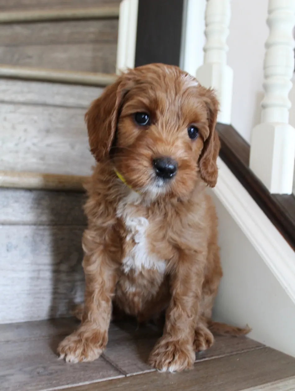Nora and Gunner’s litter is home