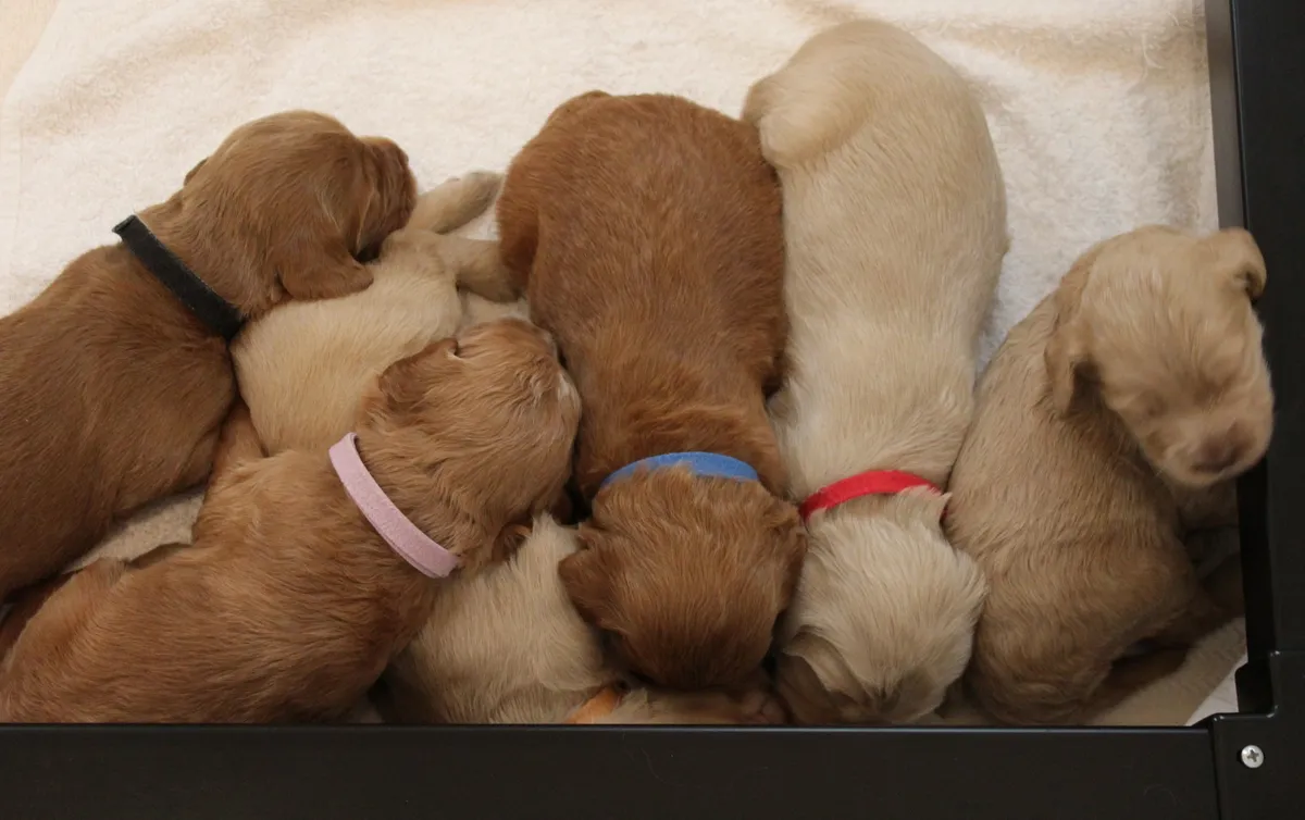 And here’s a litter shot (minus one in someone’s lap) so you can see the color shading differences.