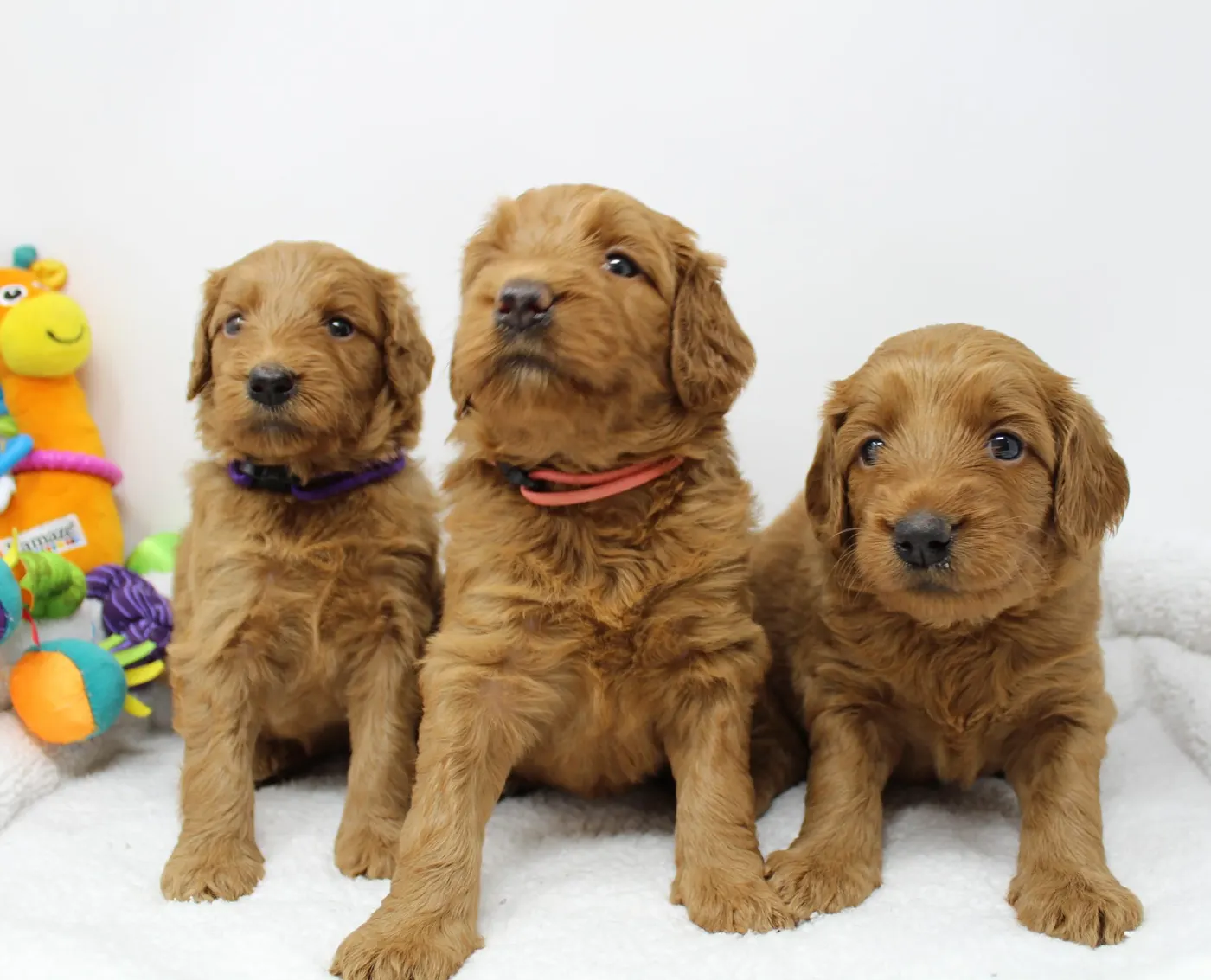 Bella and Gunner’s Bumble Bee puppies are home