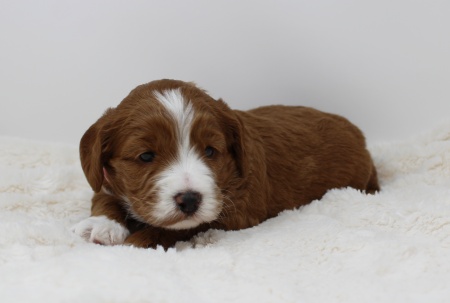 Puppy culture breeder labradoodles puppies nonshedding